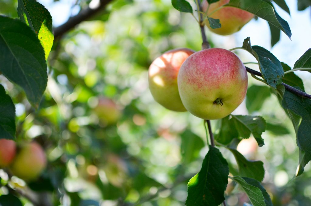 Obstbau Wenz Äpfel